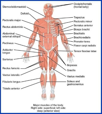 Body Parts Name In Hindi and English