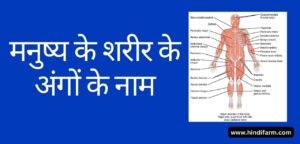 Read more about the article Body Parts Name In Hindi- मनुष्य के शरीर के सभी अंगों के नाम