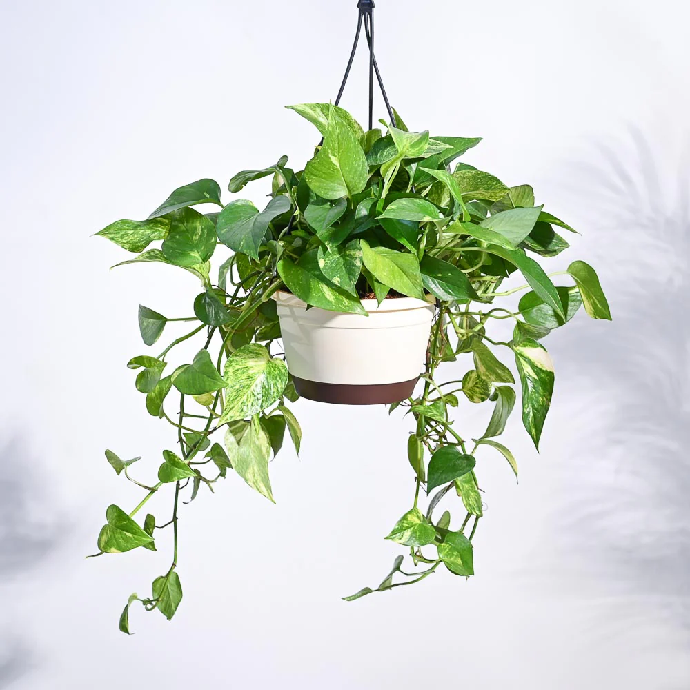 Care for Money Plant