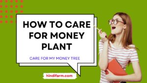 Read more about the article How to Care for Money Plant | Grow Your Money Plant