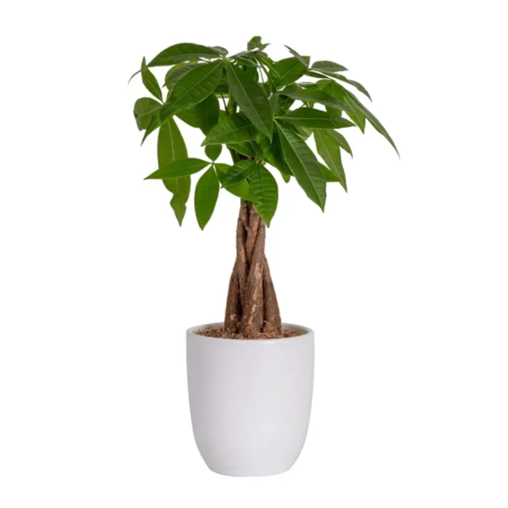 Care for Money Plant