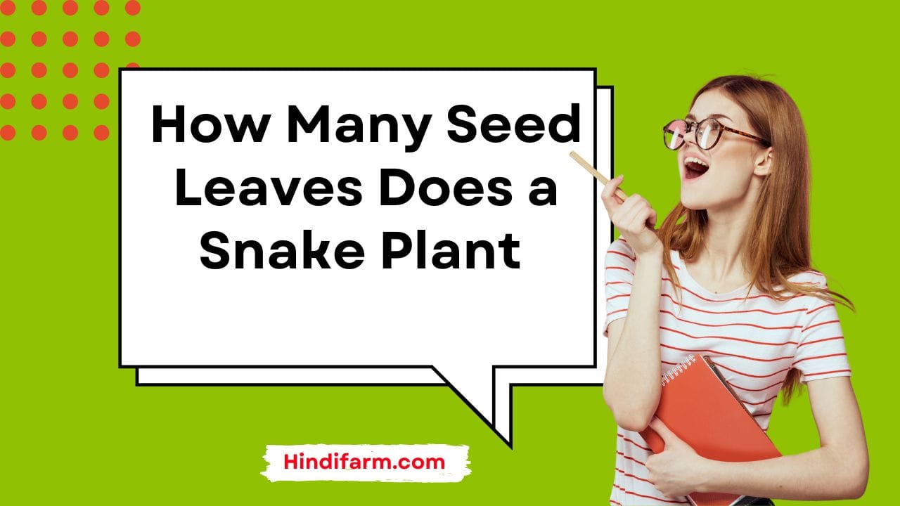 How Many Seed Leaves Does a Snake Plant Have